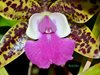 Сattleya aclandiae 